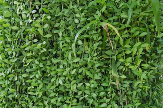 The leaves are small and green together.