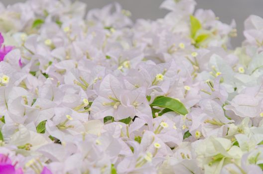 Flowering bougainvillea blossom beautiful in asia thailand