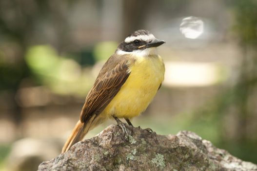 The Great Kiskadee (Pitangus sulphuratus) is a passerine bird. It is a large tyrant flycatcher; sometimes its genus Pitangus is considered monotypic, with the Lesser Kiskadee (P. lictor) separated in Philohydor. It breeds in open woodland with some tall trees, including cultivation and around human habitation.