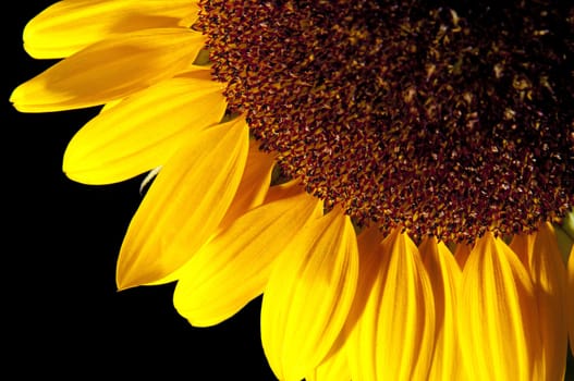 The sunflower (Helianthus annuus) is an annual plant native to the Americas. It possesses a large inflorescence (flowering head), and its name is derived from the flower's shape and image, which is often used to depict the sun.