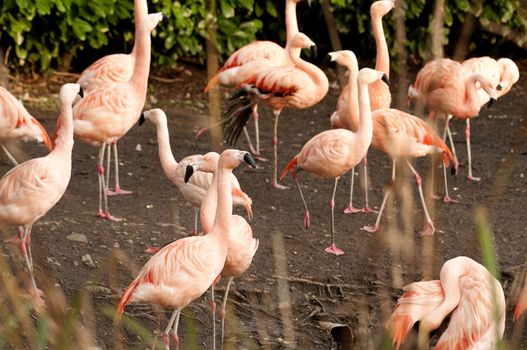 The Chilean Flamingo (Phoenicopterus chilensis) is a large species of flamingo at 110–130 cm (43–51 in) closely related to Caribbean Flamingo and Greater Flamingo, with which it was sometimes considered conspecific.