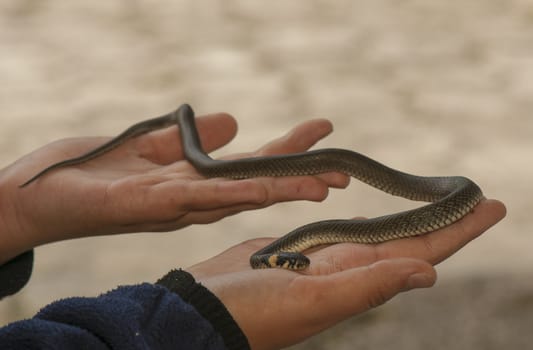 Grass snake