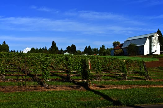 Rows and vines of raspberry field near Sandy Oregon.