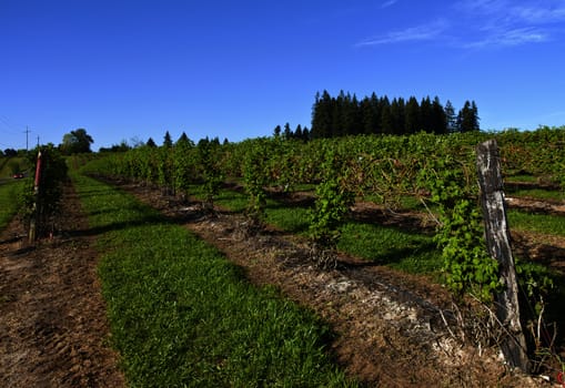 Rows and vines of raspberry field near Sandy Oregon.