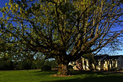 Large tree in a yard in rural Oregon.