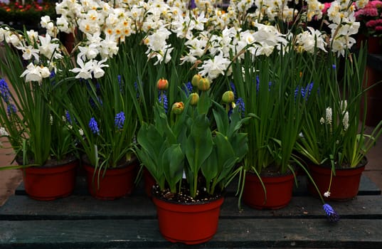 Tulips and daffodils in flowerpots at the garden shop