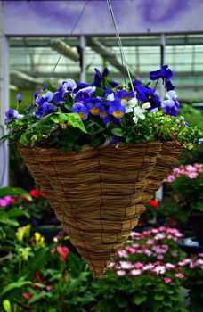 Hanging wicker flower basket filled with pansies