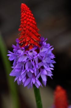 Purple and red hybrid primrose flower