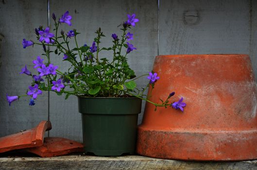 Purple spring bell flowers and clay flower pot on wooden shelf