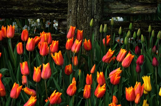 Pink and yellow spring tulips in garden