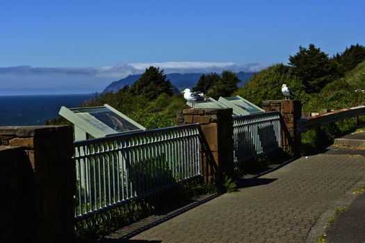 Seagulls resting on stone walls looking out into the ocean Oregon coast.