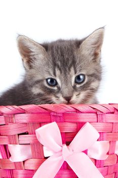 Kitten in a basket with a bow. Gray striped kitten. Striped kitten with blue eyes. Kitten on a white background. Small predator.