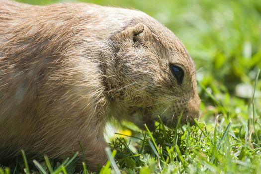 Cynomys ludovicianus or Prairie dog eating the grass