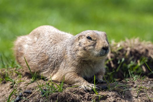 Cynomys ludovicianus or Prairie dog on the grass