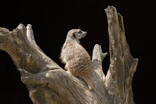 Suricata on the top of a tree

