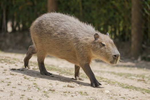 Capybara resting into a empty field