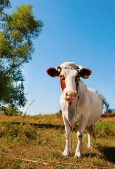 Cow in the field with tree and blue sky on background