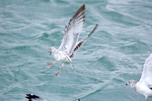 Gull in flight