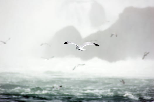 Gull in flight on Niagara Falls background