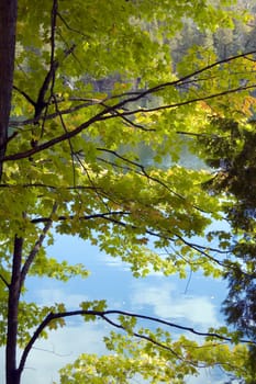 Green and yellow leaves in blue water background