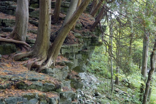 Tree on the rocks in Ontario forest