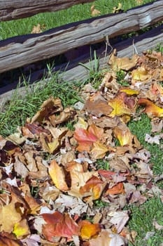 Leaves on green grass in sunset light