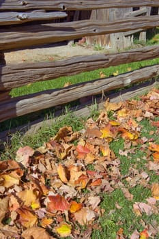 Colorful Leaves on green grass in sunset light