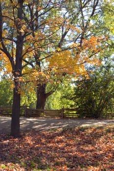 Fall's colors on a street of small village.