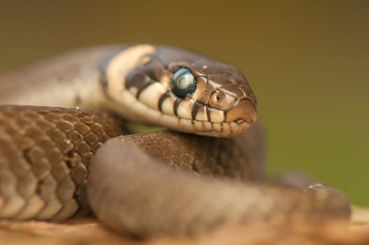 Grass snake