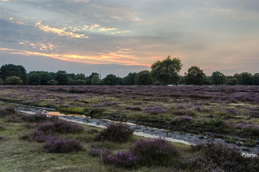 Filds of blossoming heather