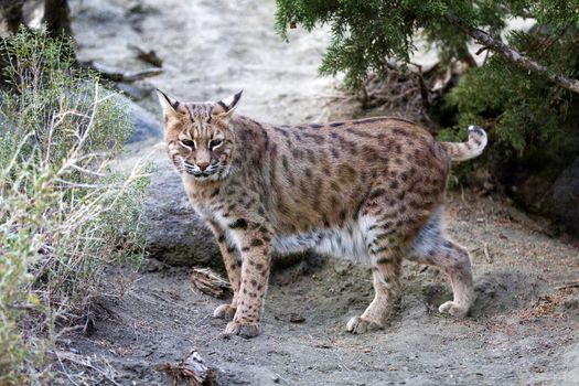 Ten year old female North American Lynx which is also known as a bobcat.