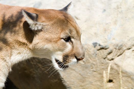 Close up of head of male North American, captive six-year-old Mountain Lion which is also commonly called a puma or cougar whose scientific name is: Puma concolor.