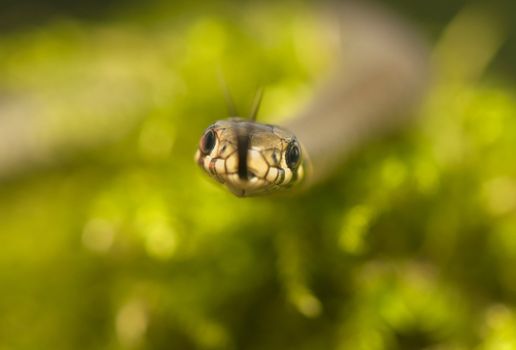 Grass snake