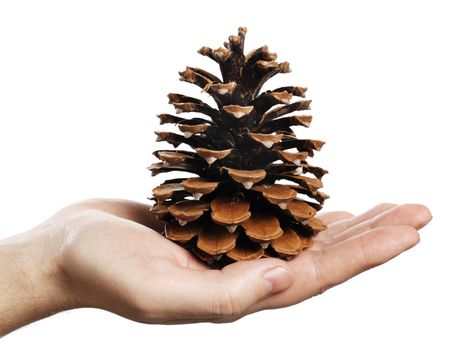 Man holding a large pine cone in his hand.