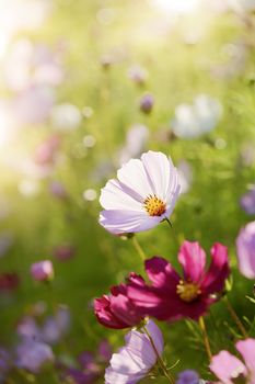 Flowers (genus Cosmos) in evening light. Short depth-of-field.