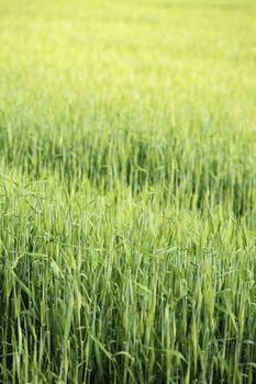 Background image of young Barley growing on a springtime field.