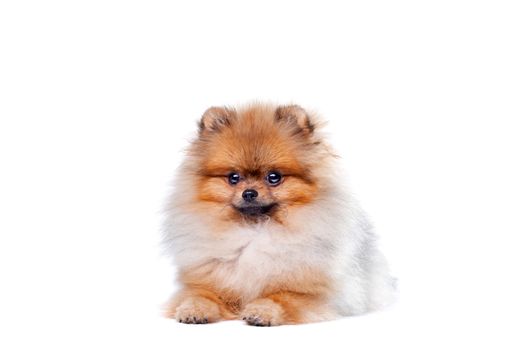 Zverg Spitz, Pomeranian puppy, eight months old