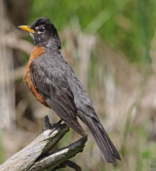 A perched American Robin (Turdus migratorius) sitting on a stump.  Shot in Kitchener, Ontario, Canada.