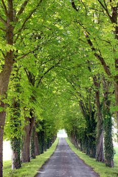 Rows of trees