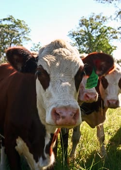 Three cows in a field