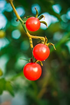 Homegrown cherry tomatoes in a pot