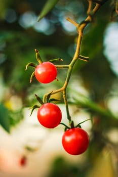 Homegrown red fresh cherry tomatoes in a garden