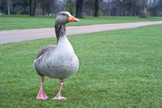 Wild canadian goose standing in the grass