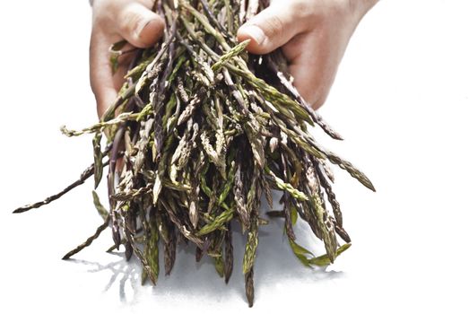 Fresh asparagus in his hands after the harvest