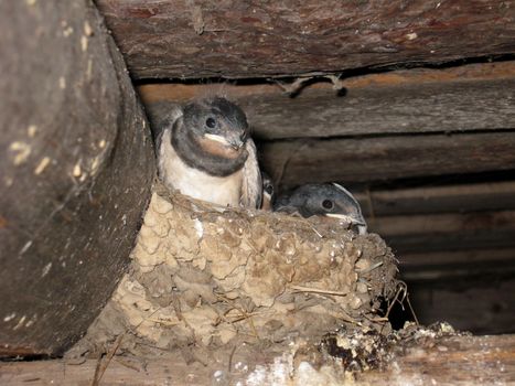 nest of swallow with parent and nestlings