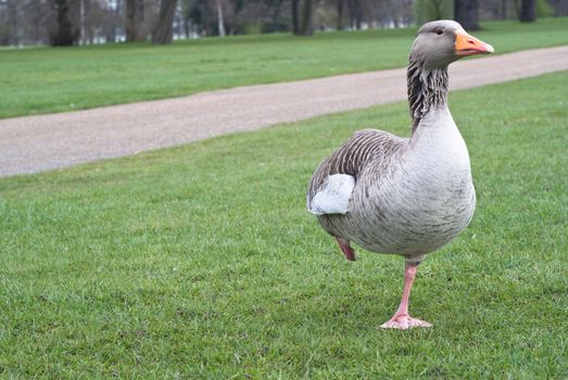 Wild canadian goose standing in the grass