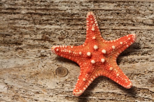 red starfish close up on wood