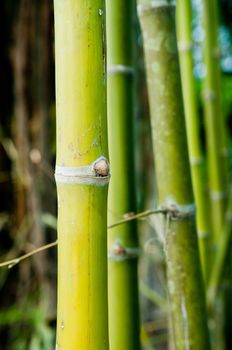 bamboo forest closeup