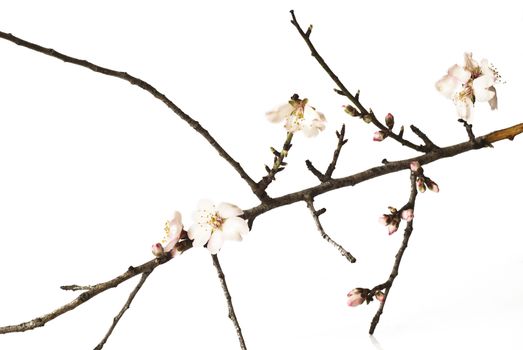 The almond tree pink flowers with branches isolated on white