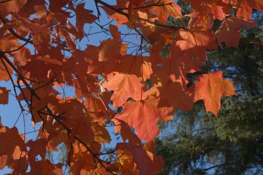 Fall's colorful tree in park. Toronto